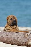 SHAR-PEI 144